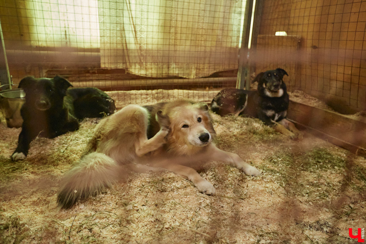 Зооповестка Владимира пестрит важными новостями. В последнее время произошло сразу несколько громких событий, которые «Ключ-Медиа» не мог пропустить. О выигранном гранте, бесплатной кинологической помощи, глобальном переезде и сюрпризе с областным приютом читайте в нашем обзоре.