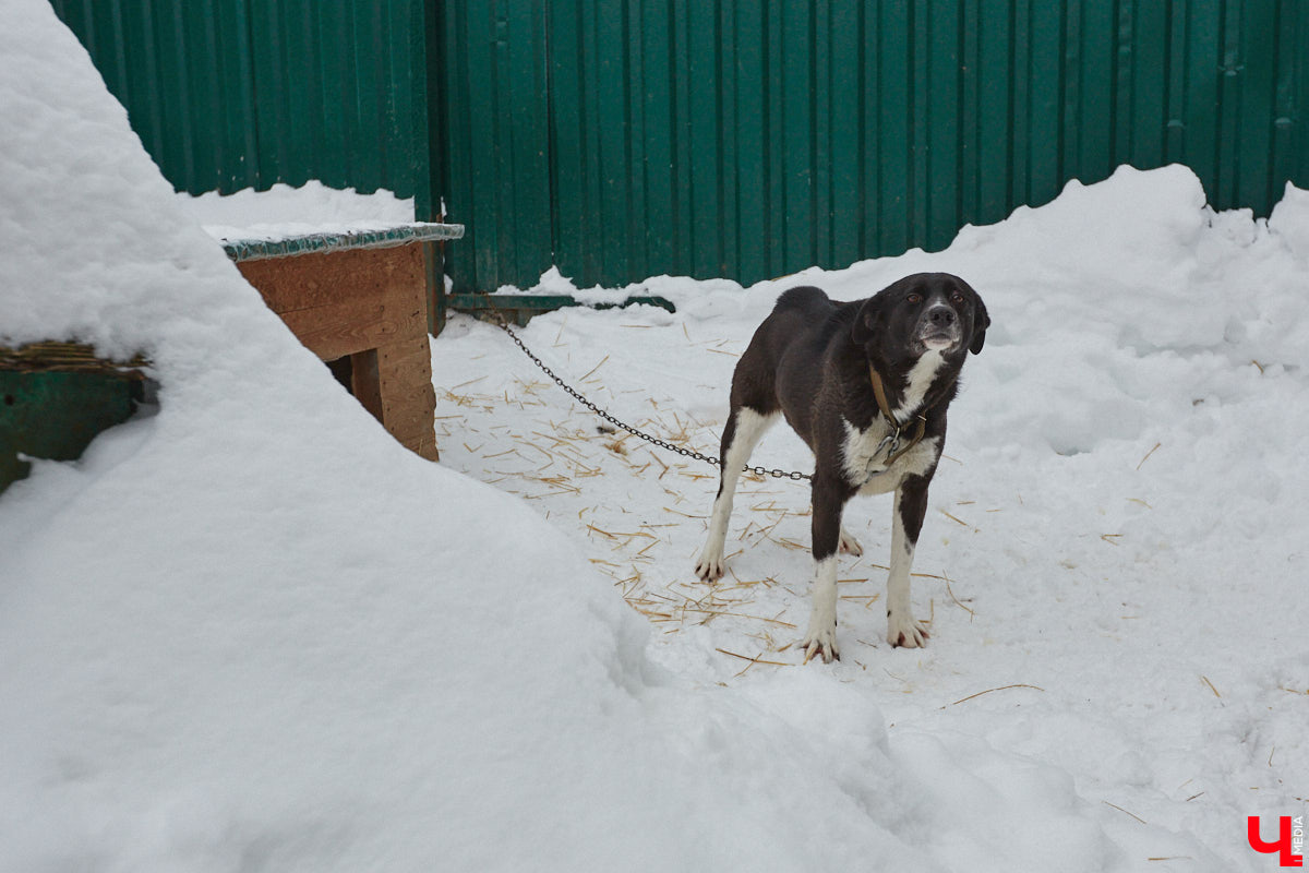 Зооповестка Владимира пестрит важными новостями. В последнее время произошло сразу несколько громких событий, которые «Ключ-Медиа» не мог пропустить. О выигранном гранте, бесплатной кинологической помощи, глобальном переезде и сюрпризе с областным приютом читайте в нашем обзоре.