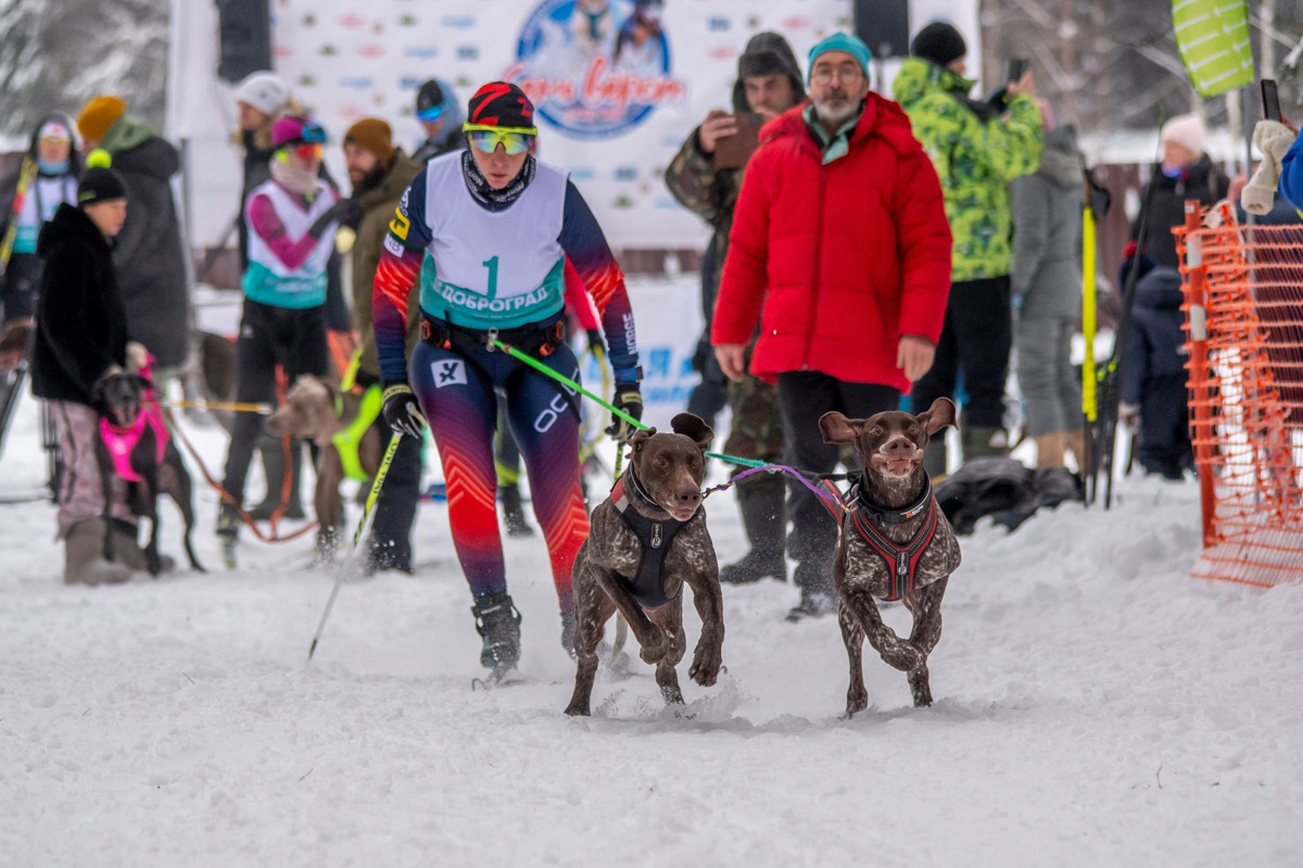 Прошедшие зимние выходные во Владимирской области были по-настоящему яркими. В регионе прошли сразу три атмосферные гонки. В Ковровском районе соревновались на собачьих упряжках и мотоциклах, а в Гусь-Хрустальном — на велосипедах и лыжах.
