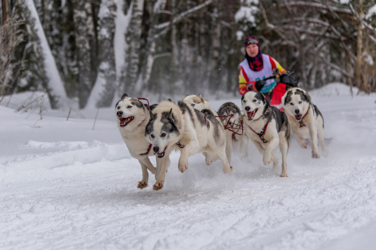 Прошедшие зимние выходные во Владимирской области были по-настоящему яркими. В регионе прошли сразу три атмосферные гонки. В Ковровском районе соревновались на собачьих упряжках и мотоциклах, а в Гусь-Хрустальном — на велосипедах и лыжах.