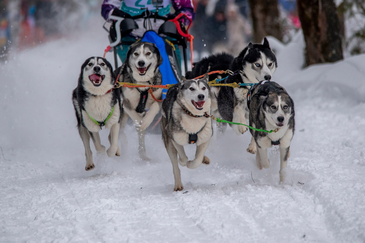 Прошедшие зимние выходные во Владимирской области были по-настоящему яркими. В регионе прошли сразу три атмосферные гонки. В Ковровском районе соревновались на собачьих упряжках и мотоциклах, а в Гусь-Хрустальном — на велосипедах и лыжах.