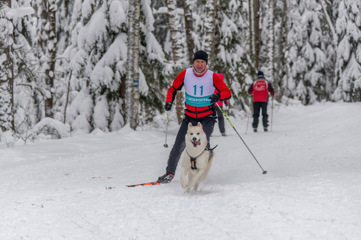 Прошедшие зимние выходные во Владимирской области были по-настоящему яркими. В регионе прошли сразу три атмосферные гонки. В Ковровском районе соревновались на собачьих упряжках и мотоциклах, а в Гусь-Хрустальном — на велосипедах и лыжах.