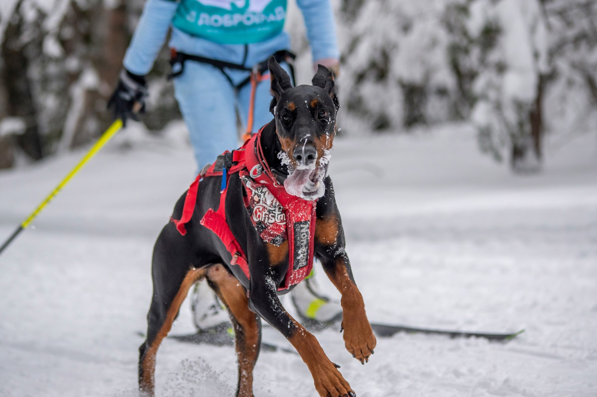 Прошедшие зимние выходные во Владимирской области были по-настоящему яркими. В регионе прошли сразу три атмосферные гонки. В Ковровском районе соревновались на собачьих упряжках и мотоциклах, а в Гусь-Хрустальном — на велосипедах и лыжах.