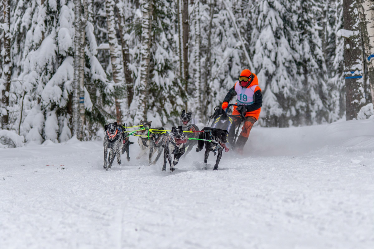 Прошедшие зимние выходные во Владимирской области были по-настоящему яркими. В регионе прошли сразу три атмосферные гонки. В Ковровском районе соревновались на собачьих упряжках и мотоциклах, а в Гусь-Хрустальном — на велосипедах и лыжах.