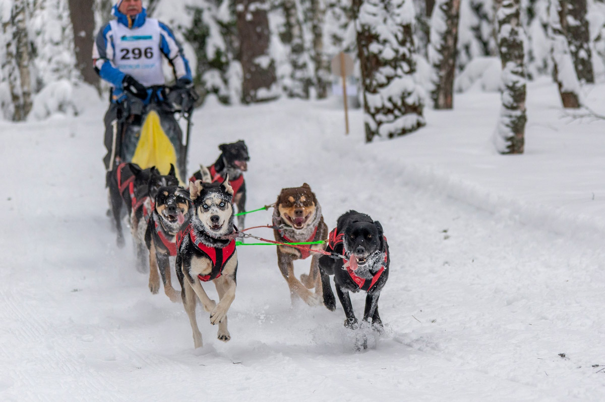 Прошедшие зимние выходные во Владимирской области были по-настоящему яркими. В регионе прошли сразу три атмосферные гонки. В Ковровском районе соревновались на собачьих упряжках и мотоциклах, а в Гусь-Хрустальном — на велосипедах и лыжах.