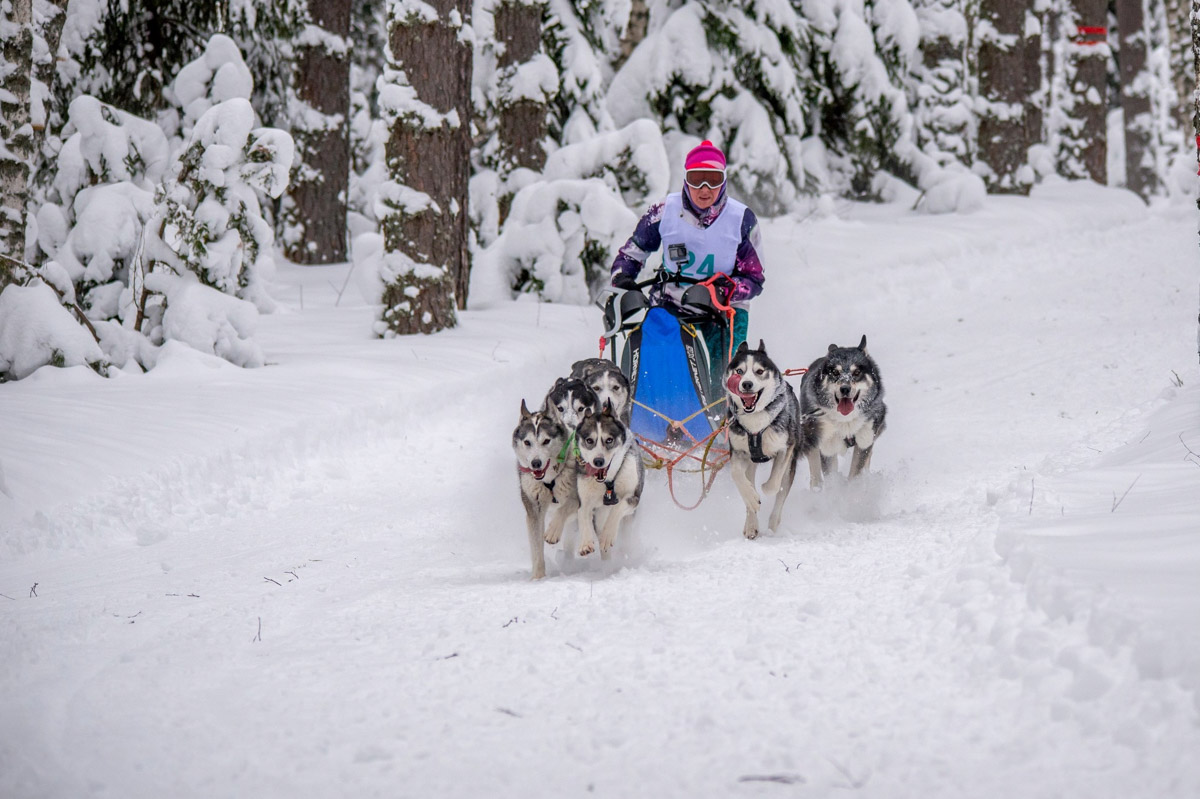 Прошедшие зимние выходные во Владимирской области были по-настоящему яркими. В регионе прошли сразу три атмосферные гонки. В Ковровском районе соревновались на собачьих упряжках и мотоциклах, а в Гусь-Хрустальном — на велосипедах и лыжах.