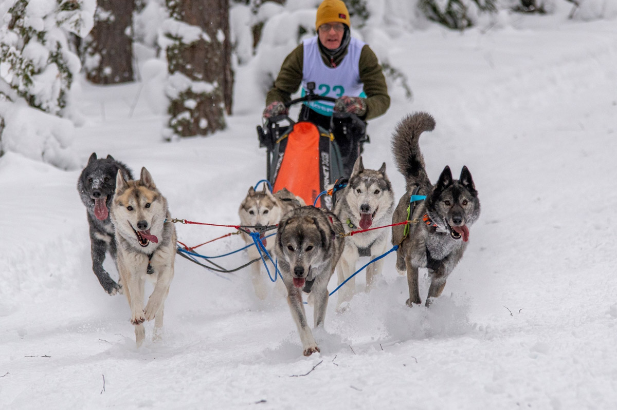 Прошедшие зимние выходные во Владимирской области были по-настоящему яркими. В регионе прошли сразу три атмосферные гонки. В Ковровском районе соревновались на собачьих упряжках и мотоциклах, а в Гусь-Хрустальном — на велосипедах и лыжах.