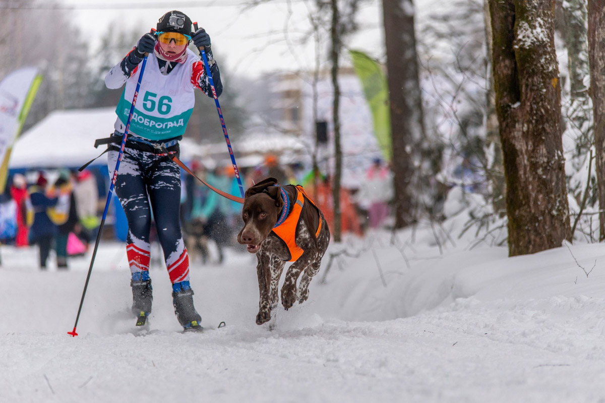 Прошедшие зимние выходные во Владимирской области были по-настоящему яркими. В регионе прошли сразу три атмосферные гонки. В Ковровском районе соревновались на собачьих упряжках и мотоциклах, а в Гусь-Хрустальном — на велосипедах и лыжах.