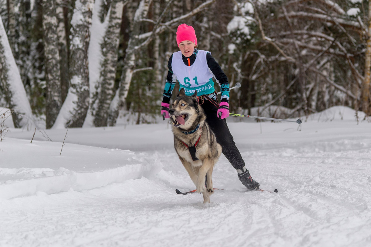 Прошедшие зимние выходные во Владимирской области были по-настоящему яркими. В регионе прошли сразу три атмосферные гонки. В Ковровском районе соревновались на собачьих упряжках и мотоциклах, а в Гусь-Хрустальном — на велосипедах и лыжах.