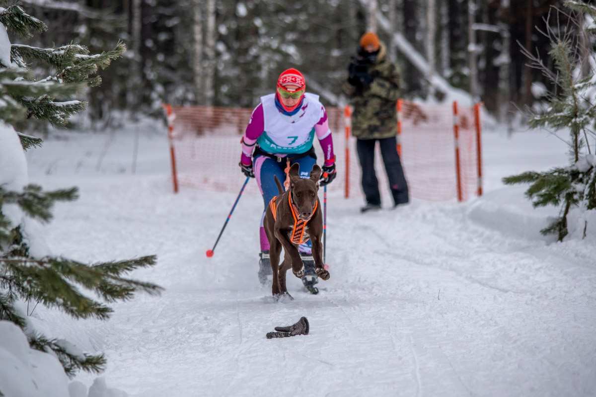 Прошедшие зимние выходные во Владимирской области были по-настоящему яркими. В регионе прошли сразу три атмосферные гонки. В Ковровском районе соревновались на собачьих упряжках и мотоциклах, а в Гусь-Хрустальном — на велосипедах и лыжах.