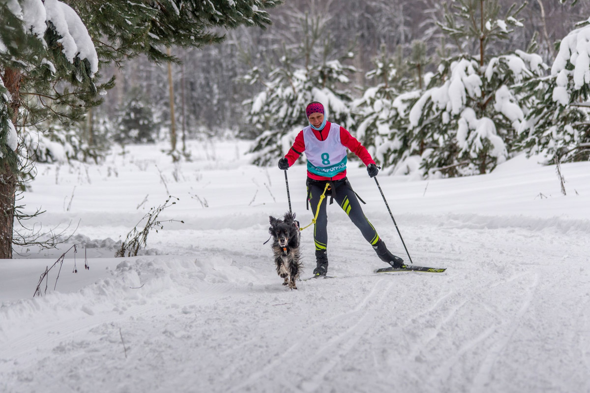 Прошедшие зимние выходные во Владимирской области были по-настоящему яркими. В регионе прошли сразу три атмосферные гонки. В Ковровском районе соревновались на собачьих упряжках и мотоциклах, а в Гусь-Хрустальном — на велосипедах и лыжах.