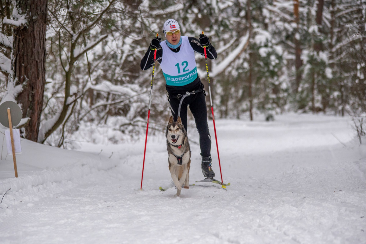 Прошедшие зимние выходные во Владимирской области были по-настоящему яркими. В регионе прошли сразу три атмосферные гонки. В Ковровском районе соревновались на собачьих упряжках и мотоциклах, а в Гусь-Хрустальном — на велосипедах и лыжах.