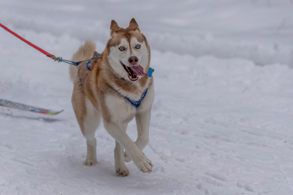 Прошедшие зимние выходные во Владимирской области были по-настоящему яркими. В регионе прошли сразу три атмосферные гонки. В Ковровском районе соревновались на собачьих упряжках и мотоциклах, а в Гусь-Хрустальном — на велосипедах и лыжах.