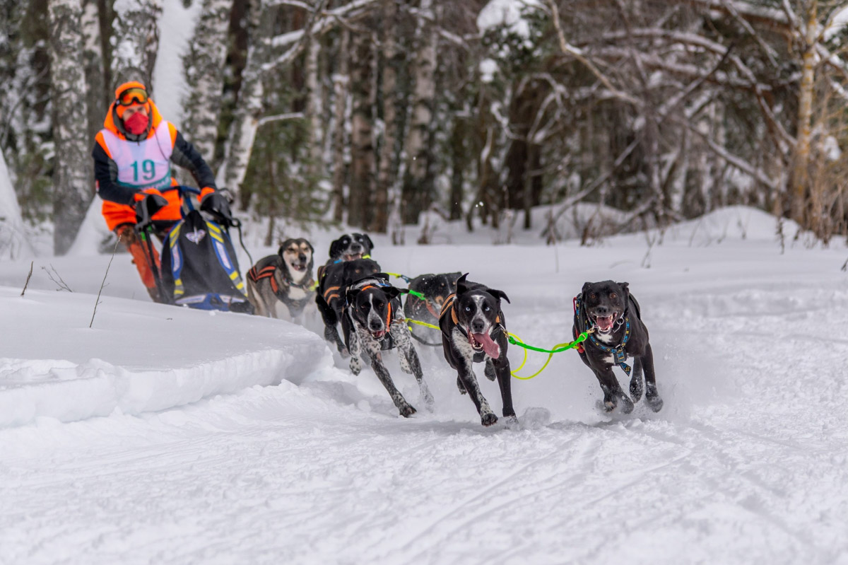 Прошедшие зимние выходные во Владимирской области были по-настоящему яркими. В регионе прошли сразу три атмосферные гонки. В Ковровском районе соревновались на собачьих упряжках и мотоциклах, а в Гусь-Хрустальном — на велосипедах и лыжах.