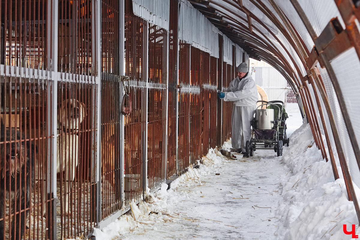«Валента» сменила имя, локацию и уже начала осваиваться на новом участке. Поздравить с успешным переездом сотрудников и пушистых постояльцев новоиспеченного приюта «Ковчег33» мы решили лично, и привезли оттуда не только лучики добра, но и очень искренний фоторепортаж.
