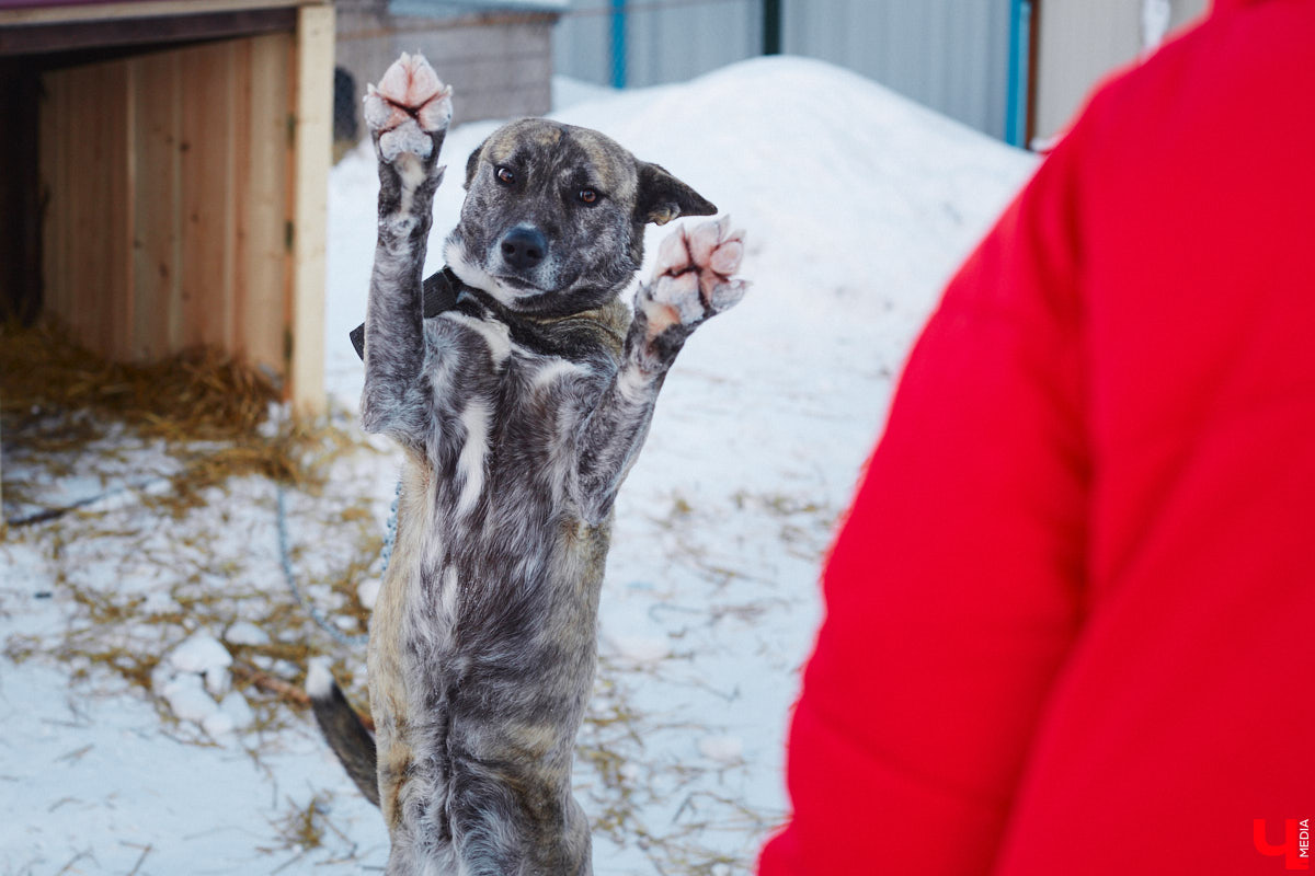 «Валента» сменила имя, локацию и уже начала осваиваться на новом участке. Поздравить с успешным переездом сотрудников и пушистых постояльцев новоиспеченного приюта «Ковчег33» мы решили лично, и привезли оттуда не только лучики добра, но и очень искренний фоторепортаж.