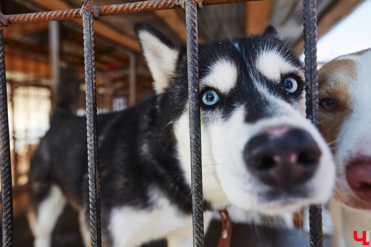 «Валента» сменила имя, локацию и уже начала осваиваться на новом участке. Поздравить с успешным переездом сотрудников и пушистых постояльцев новоиспеченного приюта «Ковчег33» мы решили лично, и привезли оттуда не только лучики добра, но и очень искренний фоторепортаж.