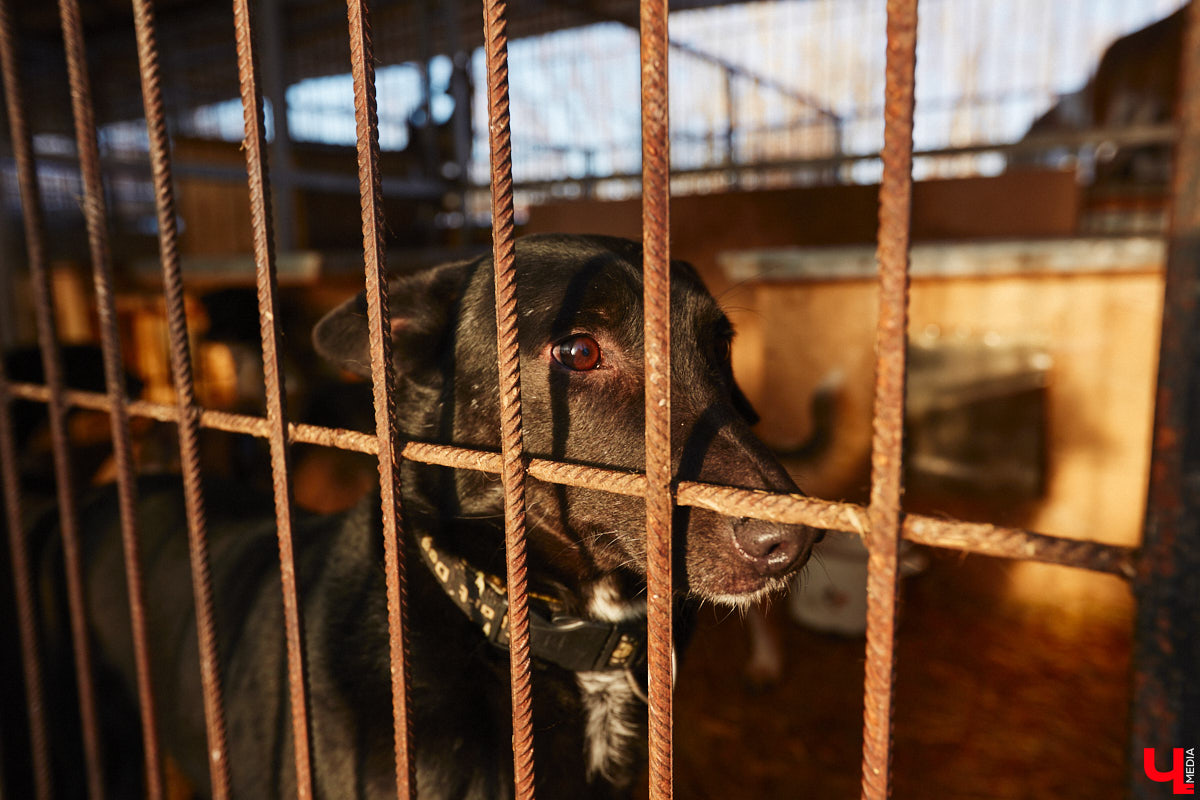 «Валента» сменила имя, локацию и уже начала осваиваться на новом участке. Поздравить с успешным переездом сотрудников и пушистых постояльцев новоиспеченного приюта «Ковчег33» мы решили лично, и привезли оттуда не только лучики добра, но и очень искренний фоторепортаж.