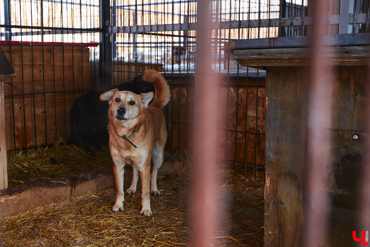 «Валента» сменила имя, локацию и уже начала осваиваться на новом участке. Поздравить с успешным переездом сотрудников и пушистых постояльцев новоиспеченного приюта «Ковчег33» мы решили лично, и привезли оттуда не только лучики добра, но и очень искренний фоторепортаж.