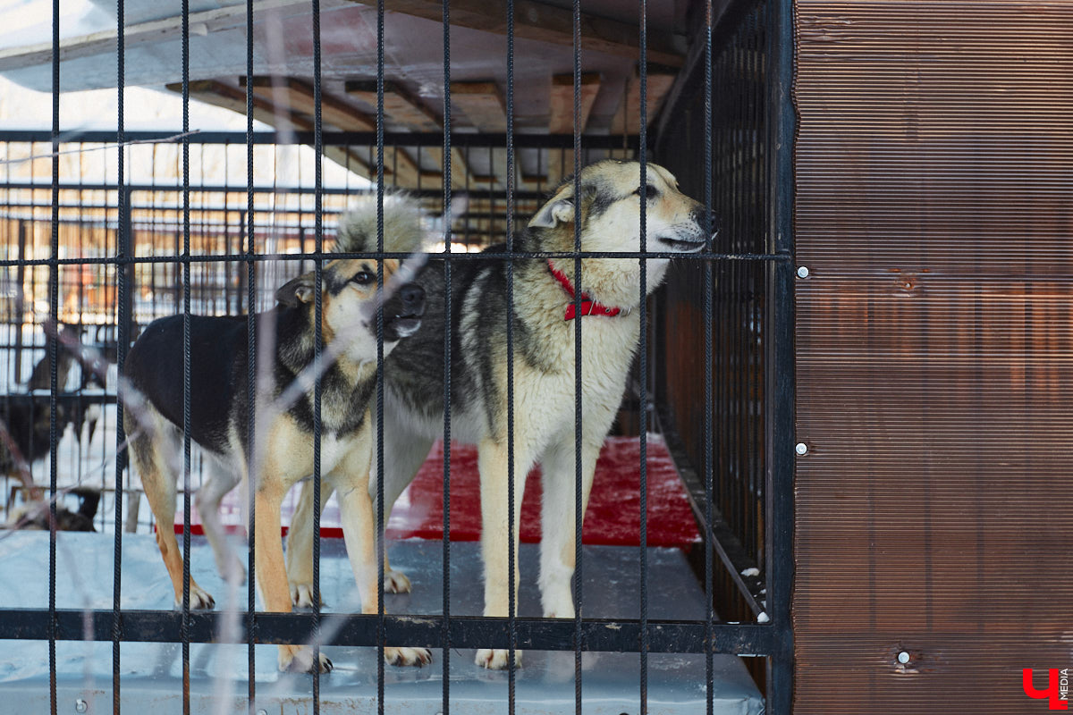 «Валента» сменила имя, локацию и уже начала осваиваться на новом участке. Поздравить с успешным переездом сотрудников и пушистых постояльцев новоиспеченного приюта «Ковчег33» мы решили лично, и привезли оттуда не только лучики добра, но и очень искренний фоторепортаж.