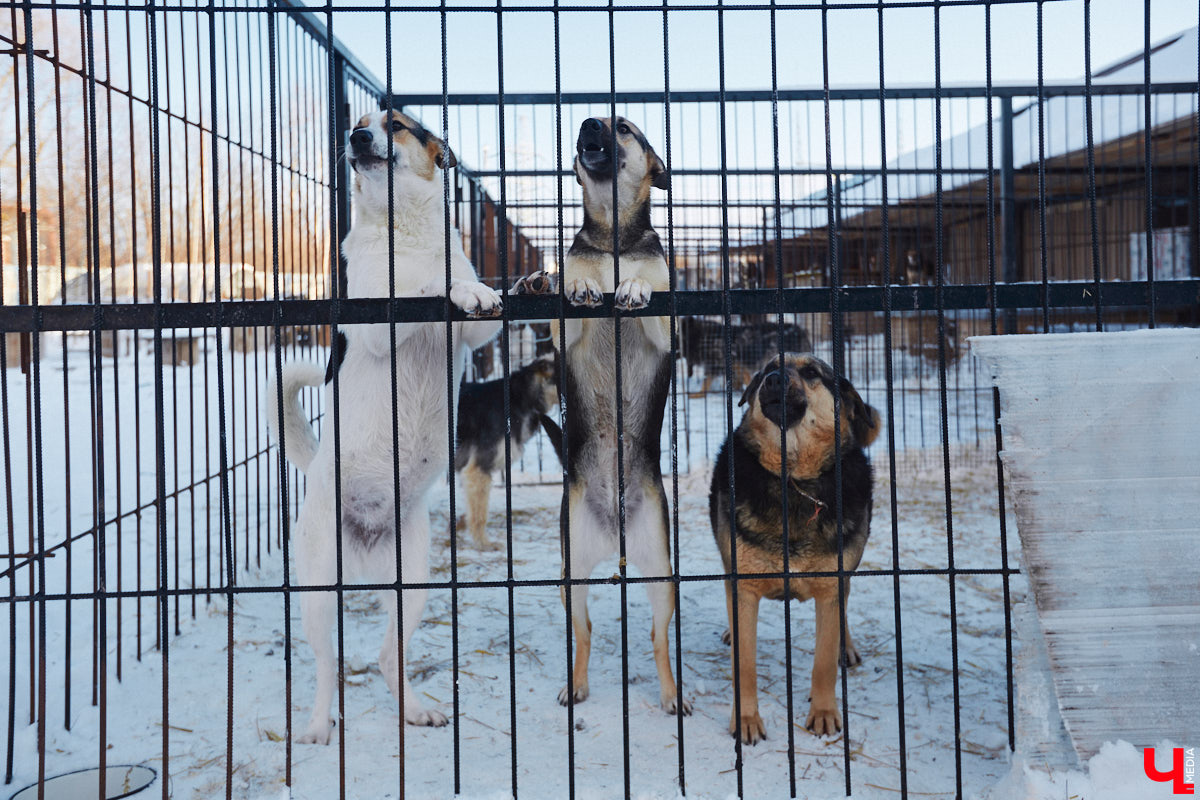 «Валента» сменила имя, локацию и уже начала осваиваться на новом участке. Поздравить с успешным переездом сотрудников и пушистых постояльцев новоиспеченного приюта «Ковчег33» мы решили лично, и привезли оттуда не только лучики добра, но и очень искренний фоторепортаж.