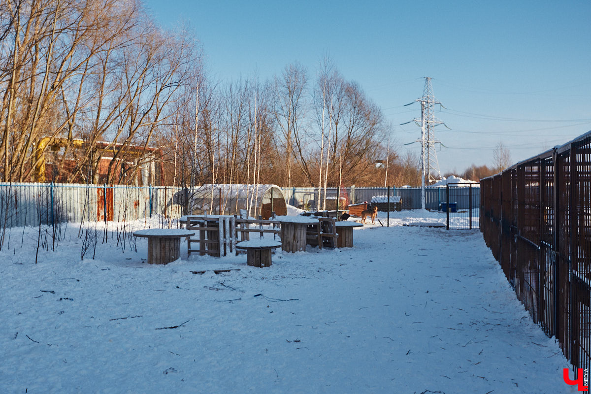 «Валента» сменила имя, локацию и уже начала осваиваться на новом участке. Поздравить с успешным переездом сотрудников и пушистых постояльцев новоиспеченного приюта «Ковчег33» мы решили лично, и привезли оттуда не только лучики добра, но и очень искренний фоторепортаж.