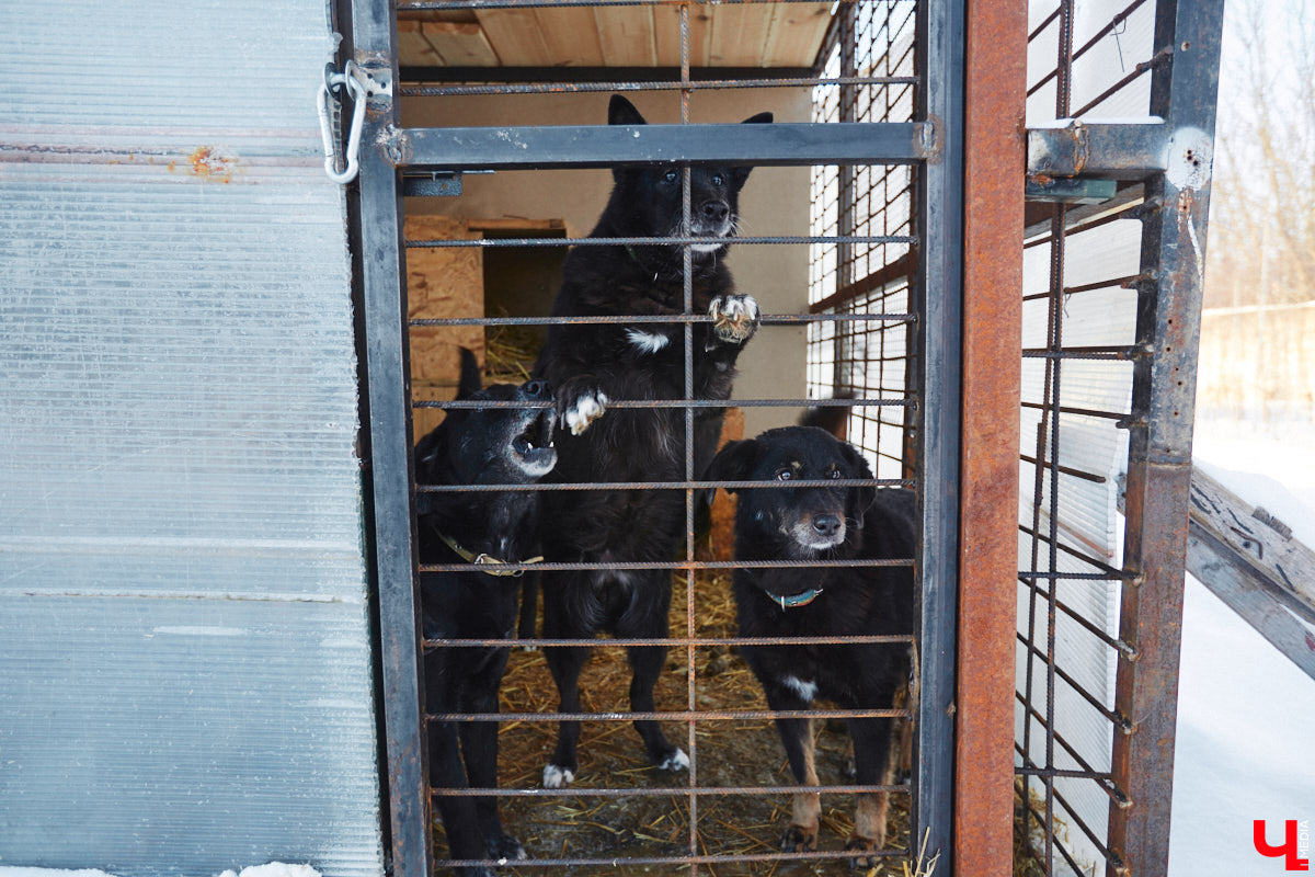 «Валента» сменила имя, локацию и уже начала осваиваться на новом участке. Поздравить с успешным переездом сотрудников и пушистых постояльцев новоиспеченного приюта «Ковчег33» мы решили лично, и привезли оттуда не только лучики добра, но и очень искренний фоторепортаж.