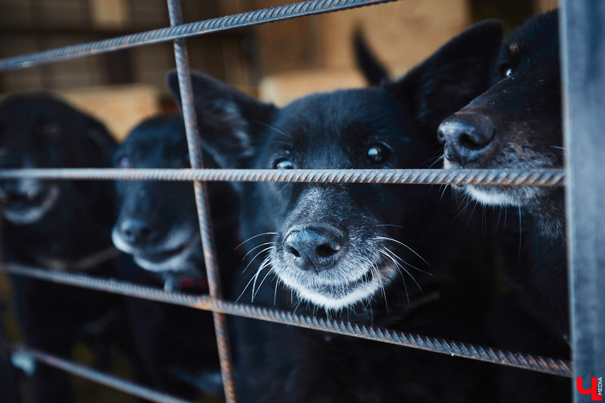 «Валента» сменила имя, локацию и уже начала осваиваться на новом участке. Поздравить с успешным переездом сотрудников и пушистых постояльцев новоиспеченного приюта «Ковчег33» мы решили лично, и привезли оттуда не только лучики добра, но и очень искренний фоторепортаж.
