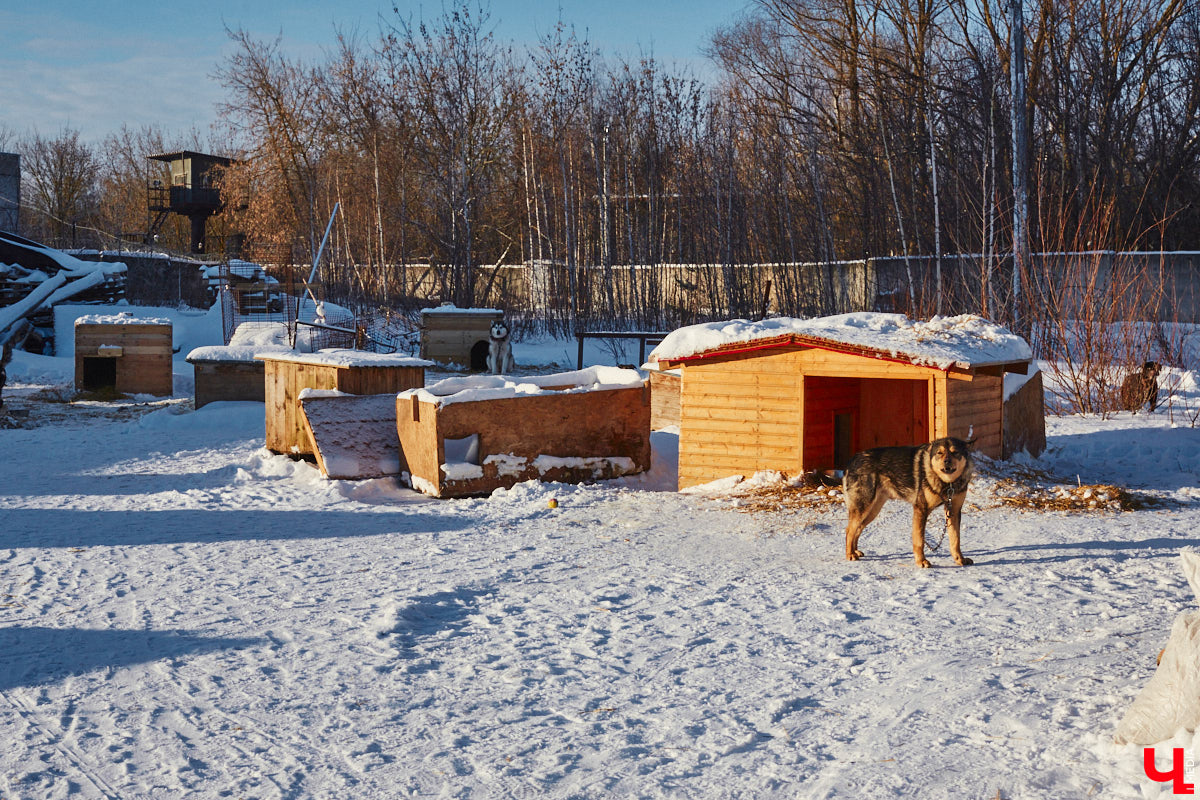 «Валента» сменила имя, локацию и уже начала осваиваться на новом участке. Поздравить с успешным переездом сотрудников и пушистых постояльцев новоиспеченного приюта «Ковчег33» мы решили лично, и привезли оттуда не только лучики добра, но и очень искренний фоторепортаж.