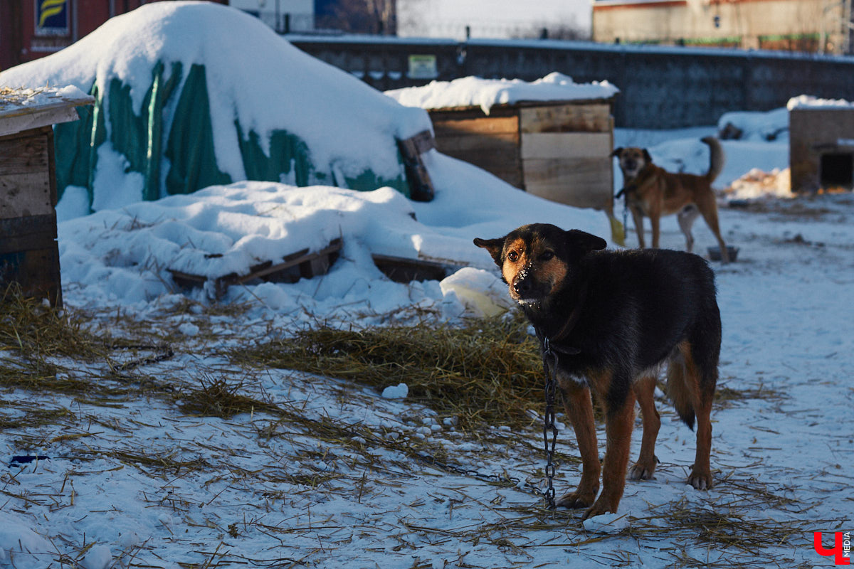 «Валента» сменила имя, локацию и уже начала осваиваться на новом участке. Поздравить с успешным переездом сотрудников и пушистых постояльцев новоиспеченного приюта «Ковчег33» мы решили лично, и привезли оттуда не только лучики добра, но и очень искренний фоторепортаж.
