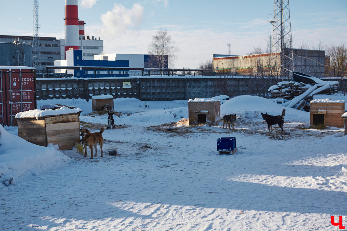 «Валента» сменила имя, локацию и уже начала осваиваться на новом участке. Поздравить с успешным переездом сотрудников и пушистых постояльцев новоиспеченного приюта «Ковчег33» мы решили лично, и привезли оттуда не только лучики добра, но и очень искренний фоторепортаж.