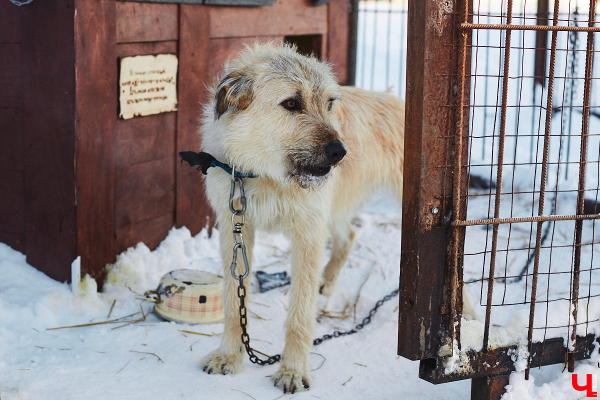 «Валента» сменила имя, локацию и уже начала осваиваться на новом участке. Поздравить с успешным переездом сотрудников и пушистых постояльцев новоиспеченного приюта «Ковчег33» мы решили лично, и привезли оттуда не только лучики добра, но и очень искренний фоторепортаж.