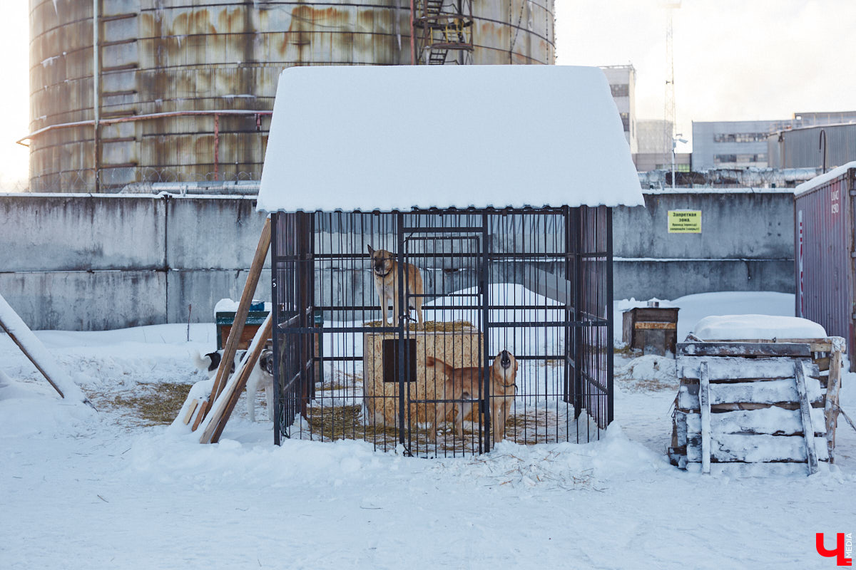 «Валента» сменила имя, локацию и уже начала осваиваться на новом участке. Поздравить с успешным переездом сотрудников и пушистых постояльцев новоиспеченного приюта «Ковчег33» мы решили лично, и привезли оттуда не только лучики добра, но и очень искренний фоторепортаж.