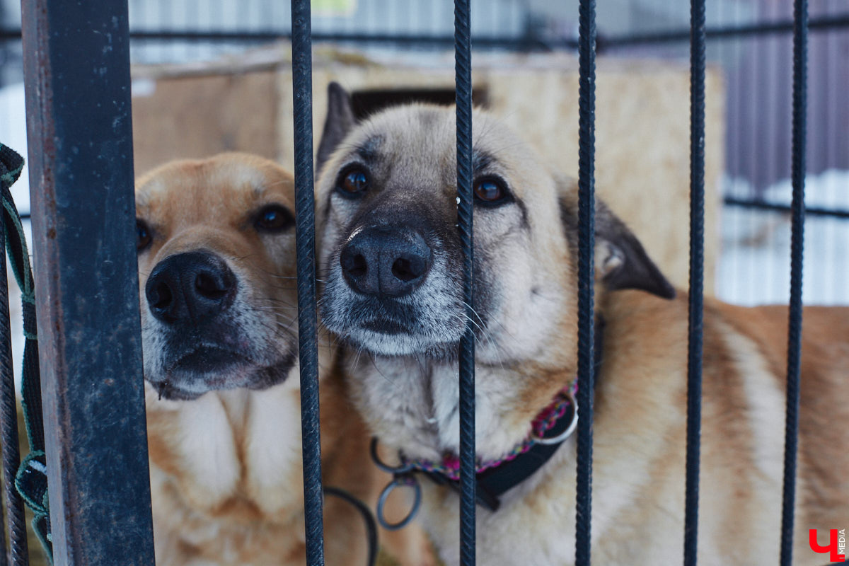 «Валента» сменила имя, локацию и уже начала осваиваться на новом участке. Поздравить с успешным переездом сотрудников и пушистых постояльцев новоиспеченного приюта «Ковчег33» мы решили лично, и привезли оттуда не только лучики добра, но и очень искренний фоторепортаж.
