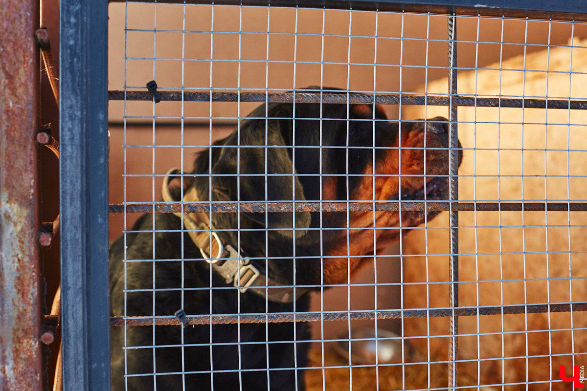 «Валента» сменила имя, локацию и уже начала осваиваться на новом участке. Поздравить с успешным переездом сотрудников и пушистых постояльцев новоиспеченного приюта «Ковчег33» мы решили лично, и привезли оттуда не только лучики добра, но и очень искренний фоторепортаж.