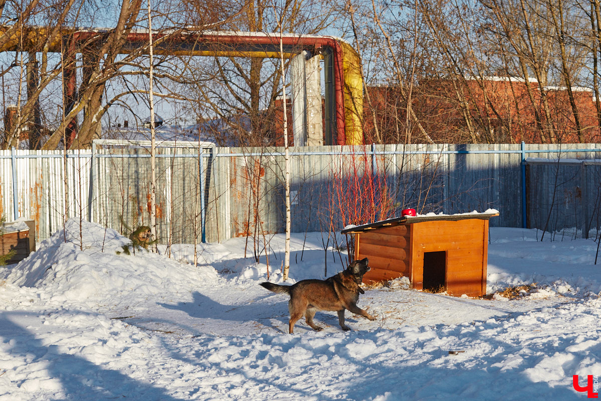 «Валента» сменила имя, локацию и уже начала осваиваться на новом участке. Поздравить с успешным переездом сотрудников и пушистых постояльцев новоиспеченного приюта «Ковчег33» мы решили лично, и привезли оттуда не только лучики добра, но и очень искренний фоторепортаж.
