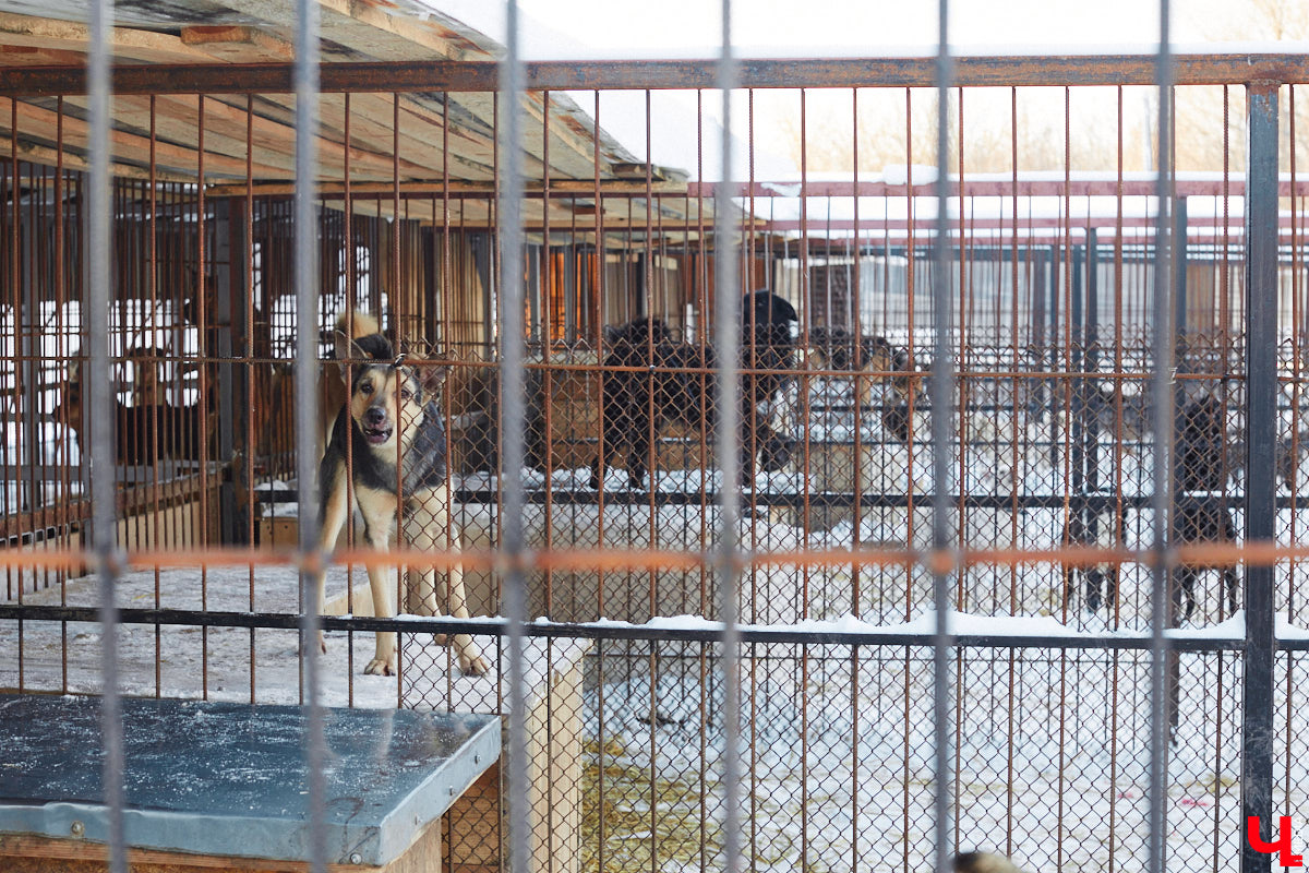 «Валента» сменила имя, локацию и уже начала осваиваться на новом участке. Поздравить с успешным переездом сотрудников и пушистых постояльцев новоиспеченного приюта «Ковчег33» мы решили лично, и привезли оттуда не только лучики добра, но и очень искренний фоторепортаж.