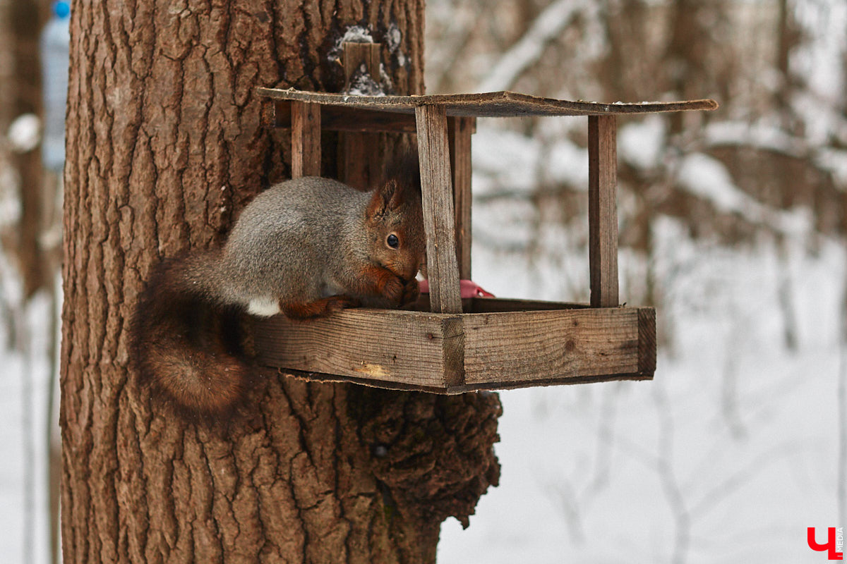 Пока многие ждут весну, лыжники пользуются моментом, чтобы вдоволь накататься до следующей зимы. Впрочем, во Владимире и области мест для этого немного. Куда податься любителям и спортсменам, желающим отполировать снег, «Ключ-Медиа» разбирался с тренером Олегом Канточкиным.
