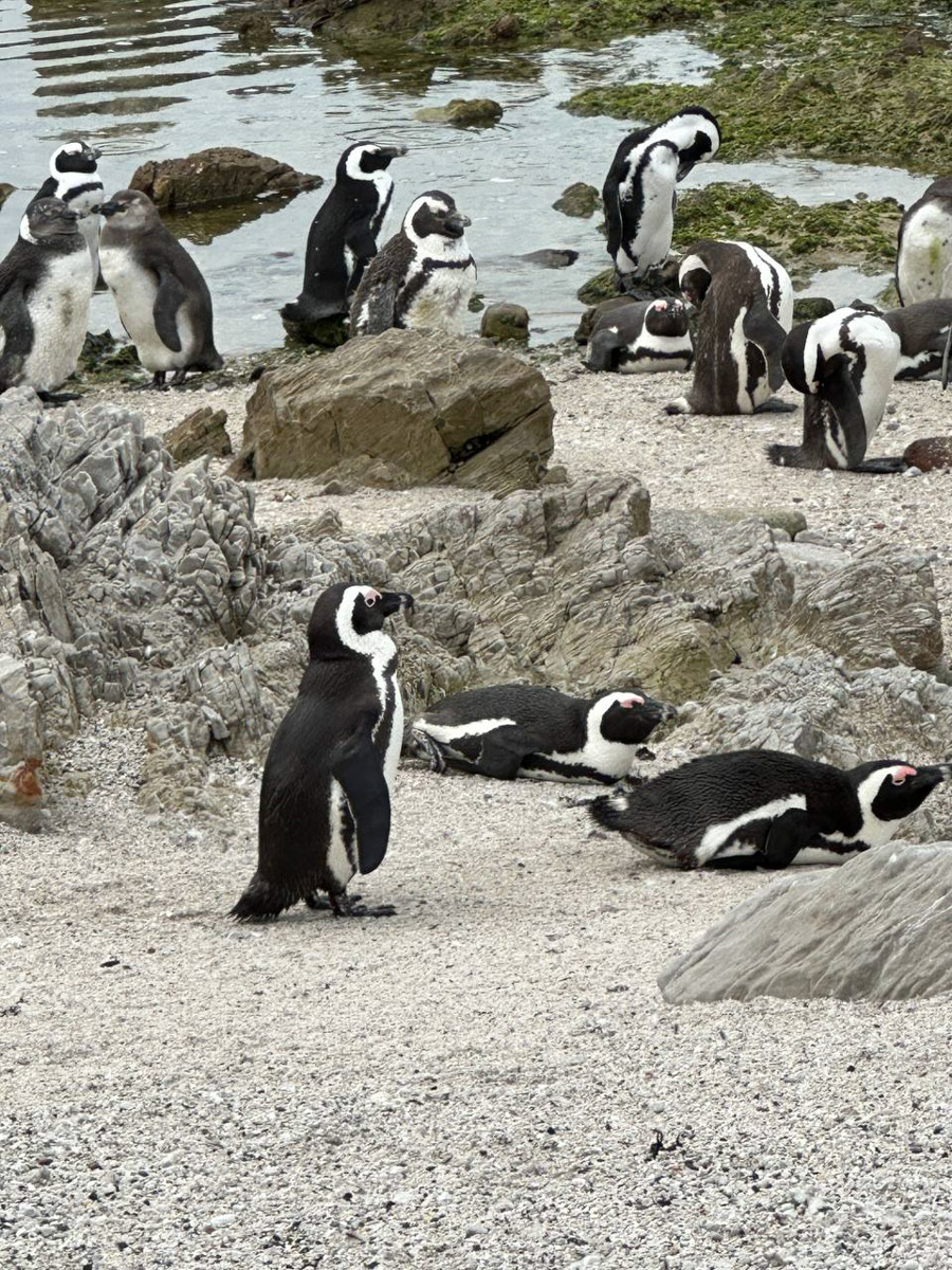 Юлия Щукина часто совмещает свой отпуск с забегами. Вот и на отдыхе в ЮАР владимирский маркетолог не удержалась от участия в трейле. О гонке по горам, живописных африканских локациях, встрече с китами и неожиданными обитателями жарких земель — пингвинами она поведала «Ключ-Медиа».