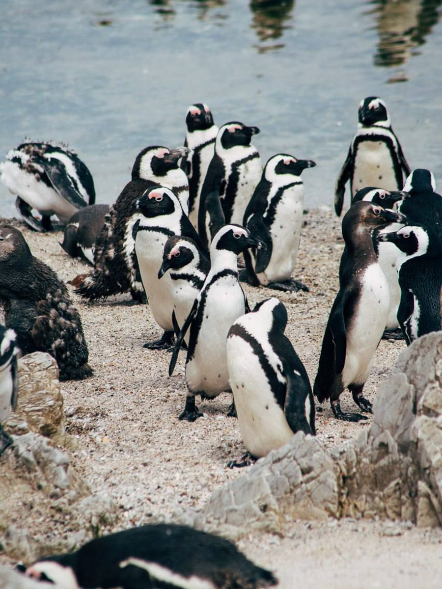 Юлия Щукина часто совмещает свой отпуск с забегами. Вот и на отдыхе в ЮАР владимирский маркетолог не удержалась от участия в трейле. О гонке по горам, живописных африканских локациях, встрече с китами и неожиданными обитателями жарких земель — пингвинами она поведала «Ключ-Медиа».