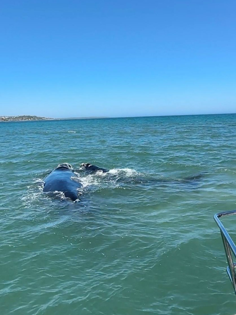 Юлия Щукина часто совмещает свой отпуск с забегами. Вот и на отдыхе в ЮАР владимирский маркетолог не удержалась от участия в трейле. О гонке по горам, живописных африканских локациях, встрече с китами и неожиданными обитателями жарких земель — пингвинами она поведала «Ключ-Медиа».