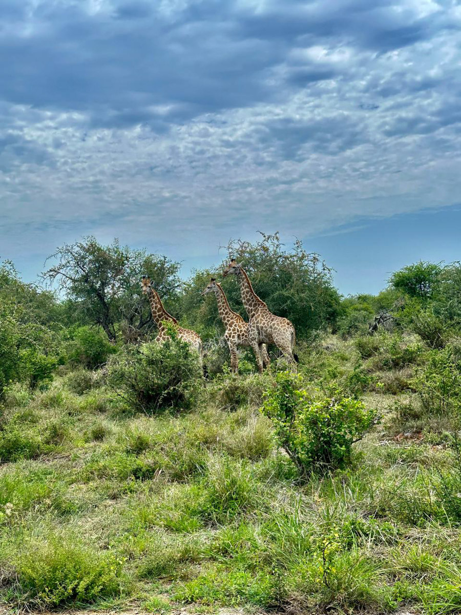 Юлия Щукина часто совмещает свой отпуск с забегами. Вот и на отдыхе в ЮАР владимирский маркетолог не удержалась от участия в трейле. О гонке по горам, живописных африканских локациях, встрече с китами и неожиданными обитателями жарких земель — пингвинами она поведала «Ключ-Медиа».