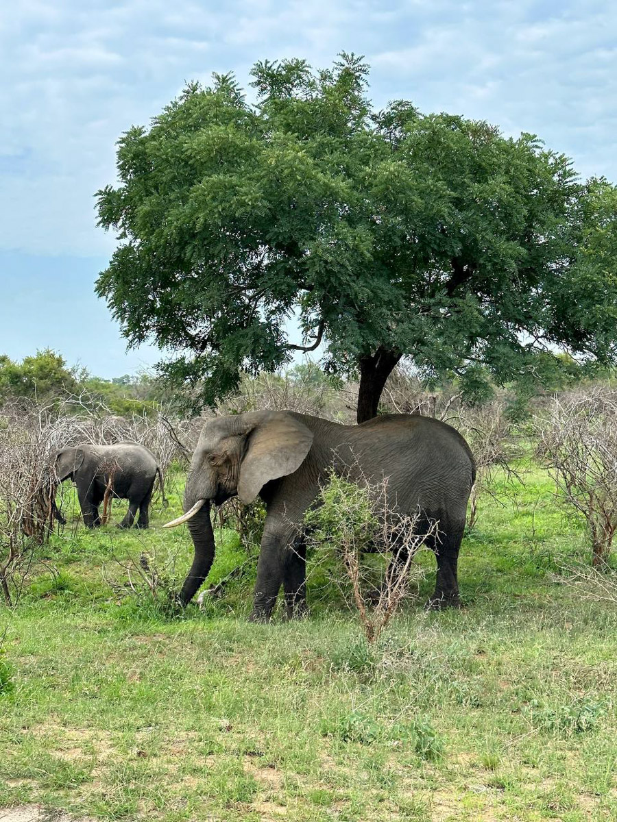 Юлия Щукина часто совмещает свой отпуск с забегами. Вот и на отдыхе в ЮАР владимирский маркетолог не удержалась от участия в трейле. О гонке по горам, живописных африканских локациях, встрече с китами и неожиданными обитателями жарких земель — пингвинами она поведала «Ключ-Медиа».
