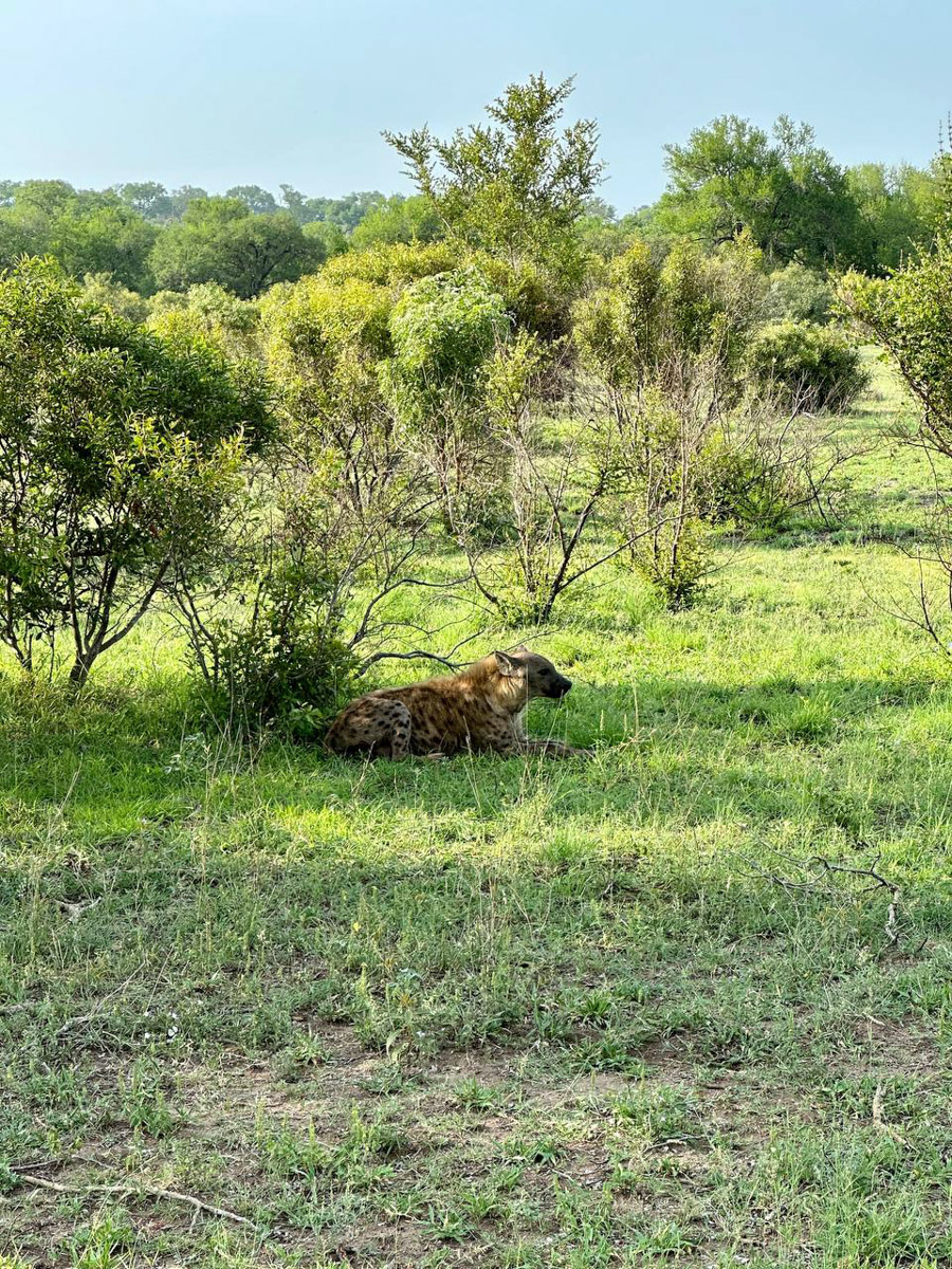 Юлия Щукина часто совмещает свой отпуск с забегами. Вот и на отдыхе в ЮАР владимирский маркетолог не удержалась от участия в трейле. О гонке по горам, живописных африканских локациях, встрече с китами и неожиданными обитателями жарких земель — пингвинами она поведала «Ключ-Медиа».