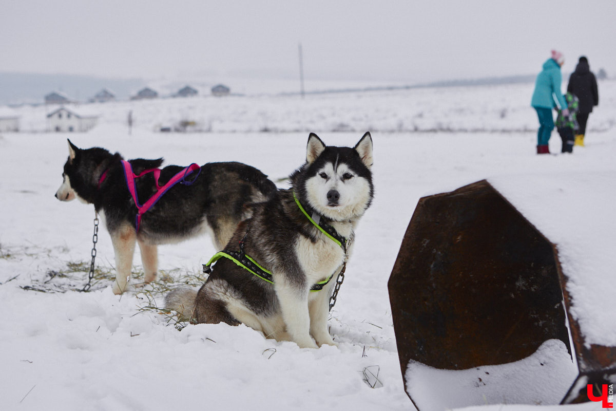 Частный приют «Дом северной собаки», расположенный в Петушинском районе, проводит во Владимире покатушки на ездовых собаках. Причем благотворительные. Все вырученные от зимнего развлечения деньги пойдут на содержание милых четвероногих друзей человека. Мы решили отправиться на фоторепортаж туда, где можно промчаться по заснеженной трассе с ветерком.