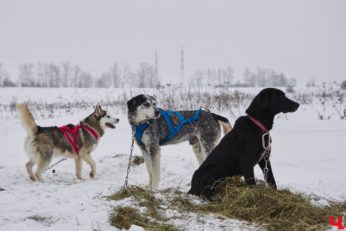 Частный приют «Дом северной собаки», расположенный в Петушинском районе, проводит во Владимире покатушки на ездовых собаках. Причем благотворительные. Все вырученные от зимнего развлечения деньги пойдут на содержание милых четвероногих друзей человека. Мы решили отправиться на фоторепортаж туда, где можно промчаться по заснеженной трассе с ветерком.