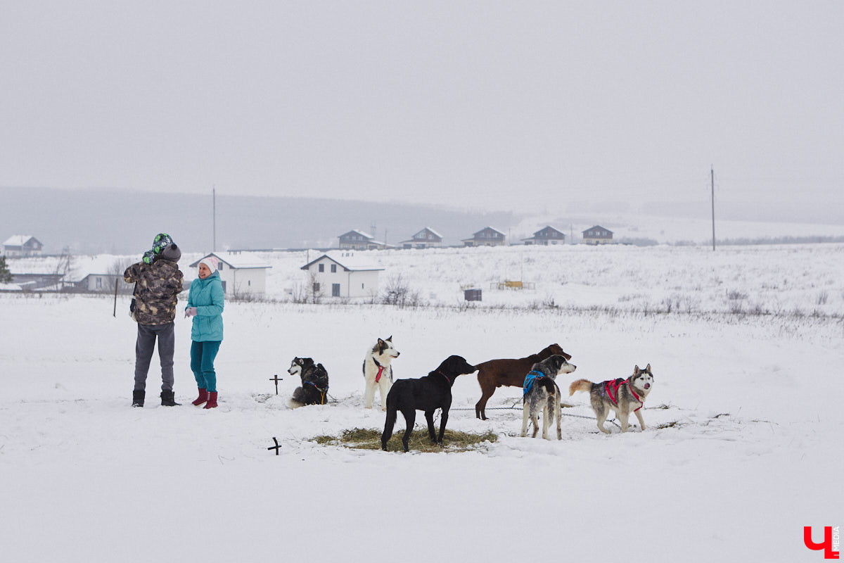 Частный приют «Дом северной собаки», расположенный в Петушинском районе, проводит во Владимире покатушки на ездовых собаках. Причем благотворительные. Все вырученные от зимнего развлечения деньги пойдут на содержание милых четвероногих друзей человека. Мы решили отправиться на фоторепортаж туда, где можно промчаться по заснеженной трассе с ветерком.