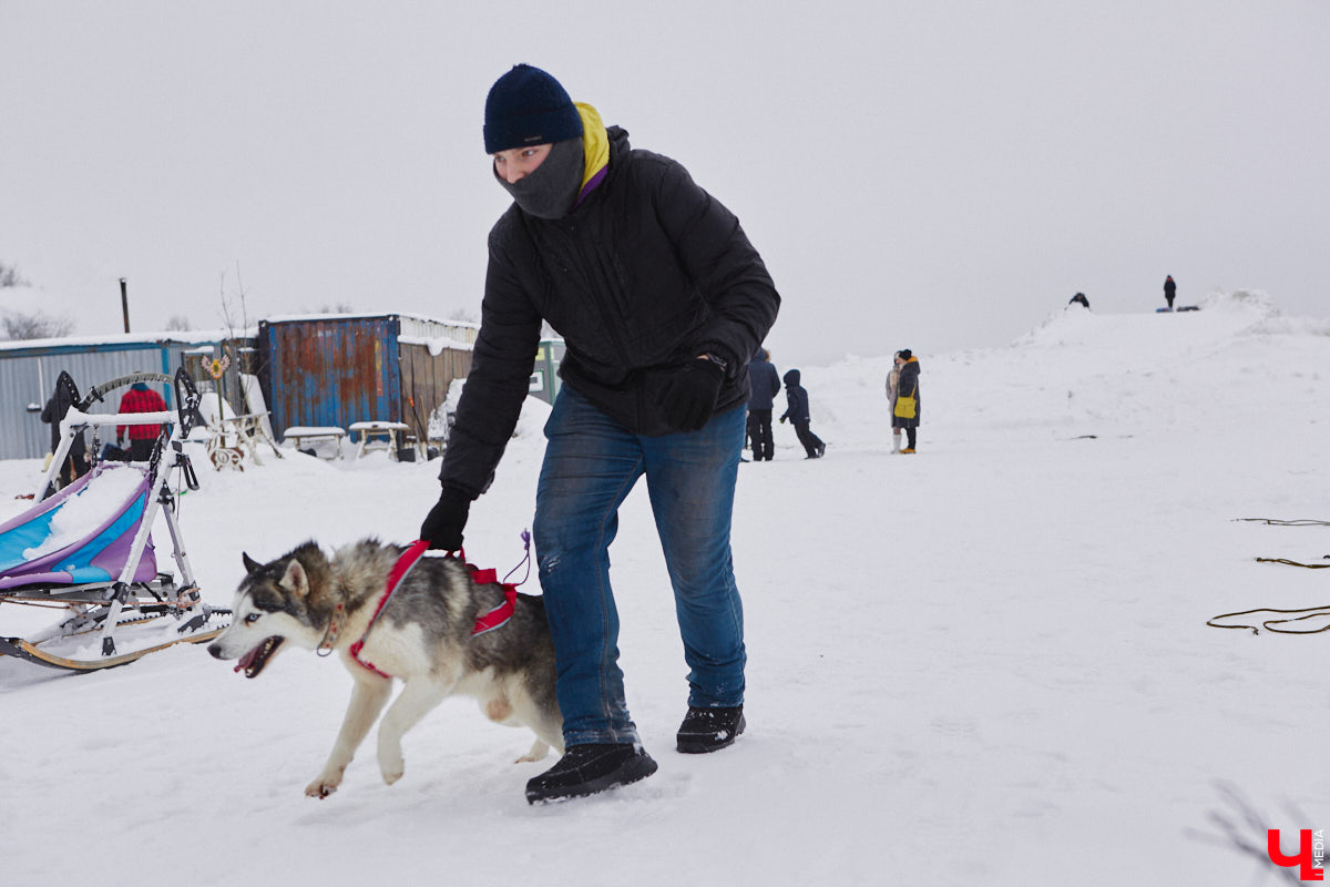 Частный приют «Дом северной собаки», расположенный в Петушинском районе, проводит во Владимире покатушки на ездовых собаках. Причем благотворительные. Все вырученные от зимнего развлечения деньги пойдут на содержание милых четвероногих друзей человека. Мы решили отправиться на фоторепортаж туда, где можно промчаться по заснеженной трассе с ветерком.