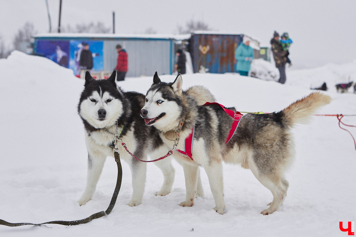 Частный приют «Дом северной собаки», расположенный в Петушинском районе, проводит во Владимире покатушки на ездовых собаках. Причем благотворительные. Все вырученные от зимнего развлечения деньги пойдут на содержание милых четвероногих друзей человека. Мы решили отправиться на фоторепортаж туда, где можно промчаться по заснеженной трассе с ветерком.