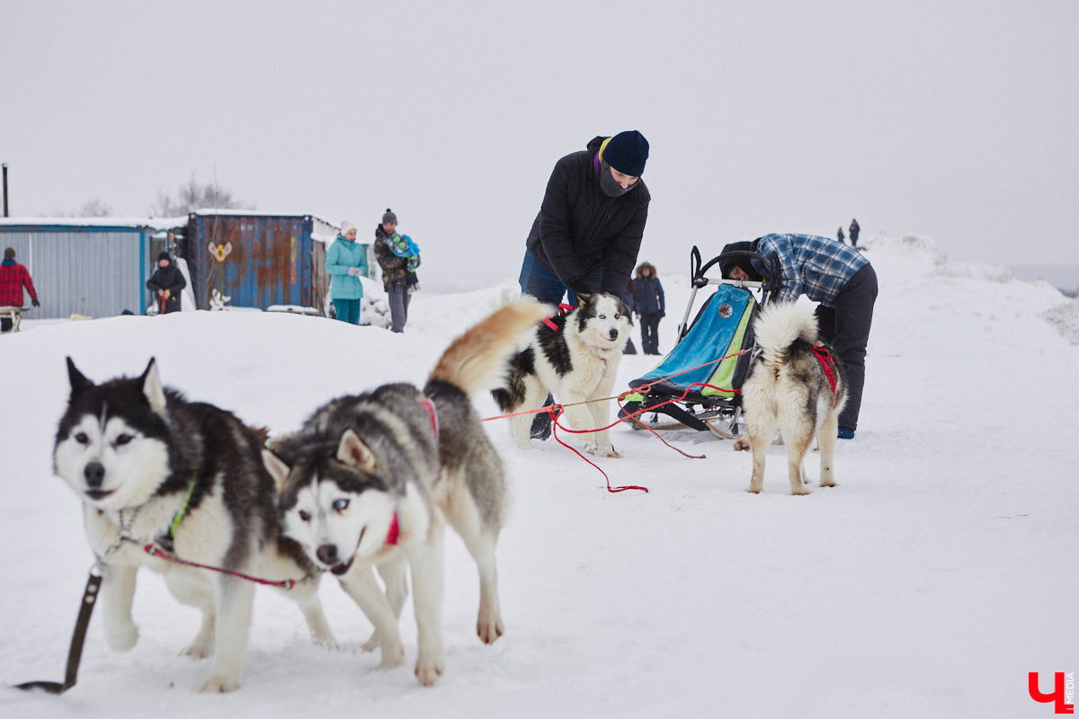 Частный приют «Дом северной собаки», расположенный в Петушинском районе, проводит во Владимире покатушки на ездовых собаках. Причем благотворительные. Все вырученные от зимнего развлечения деньги пойдут на содержание милых четвероногих друзей человека. Мы решили отправиться на фоторепортаж туда, где можно промчаться по заснеженной трассе с ветерком.